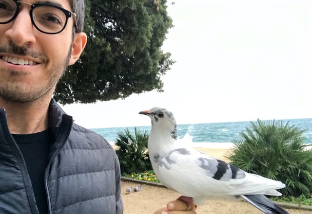Can You Befriend a Wild Pigeon?