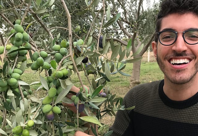How To Harvest Olives For Extra Virgin Olive Oil