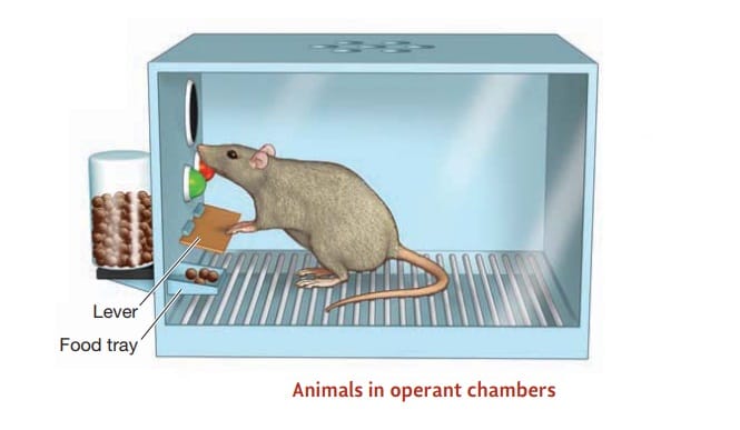 Animals in Operant Chambers
