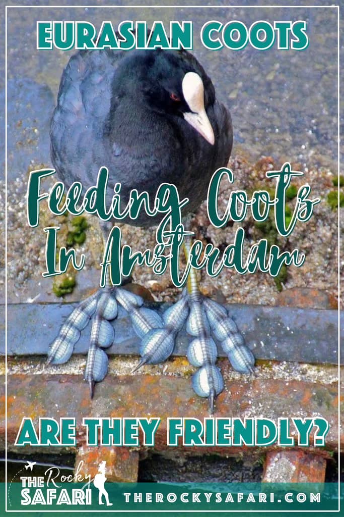 Amsterdam Coot Pinterest Pin 1
