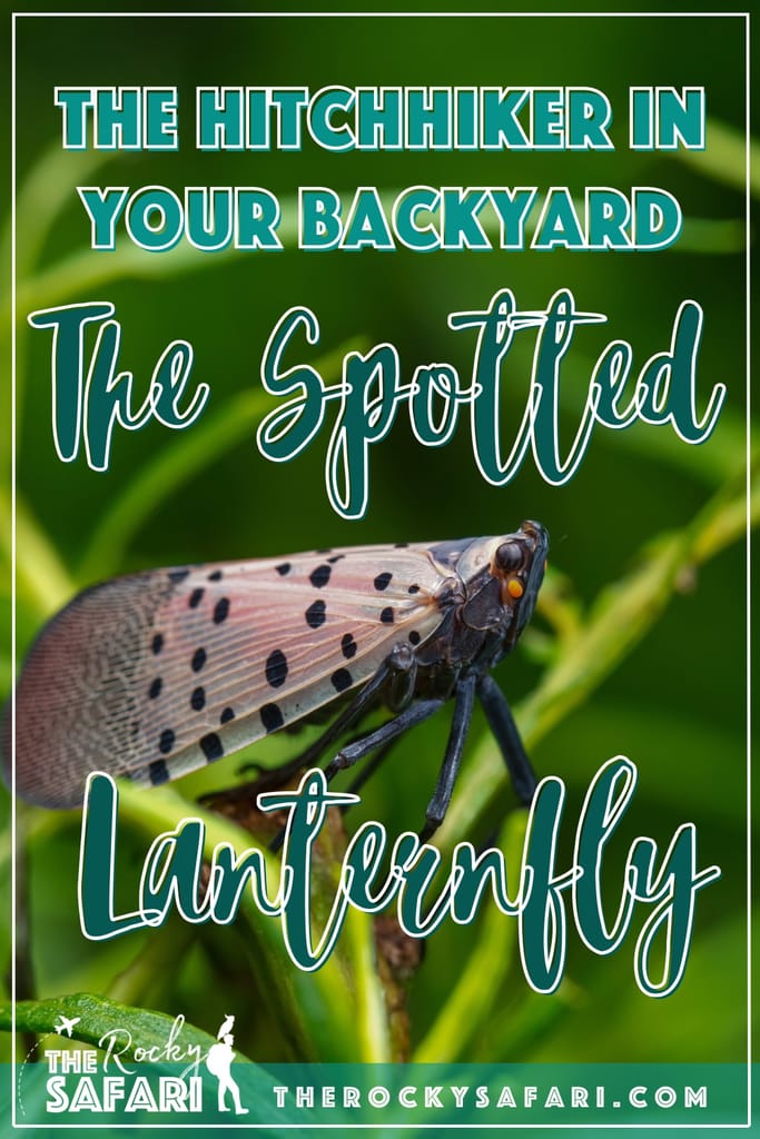 The Spotted Lanternfly Pinterest Pin