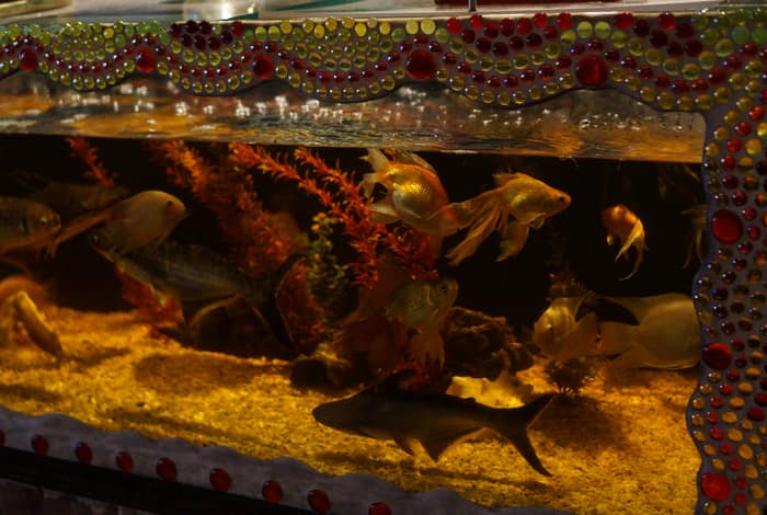 A lit display tank set into a decorated wall at La Madonna