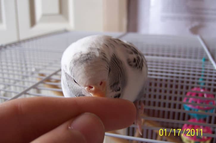 Remembering Cyber: My Beloved Parakeet
