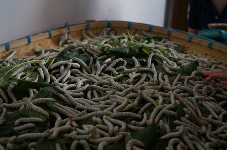 Touching Silkworms and Touring the Suzhou Silk Factory