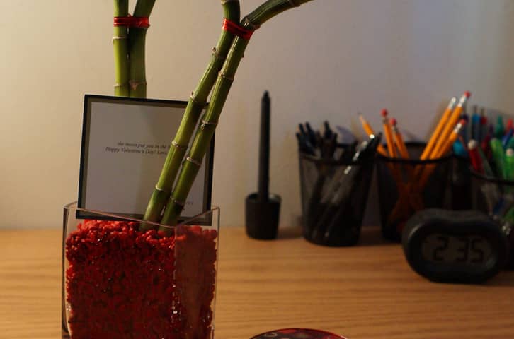 Shoot, What Happened to My Heart-Shaped Bamboo?