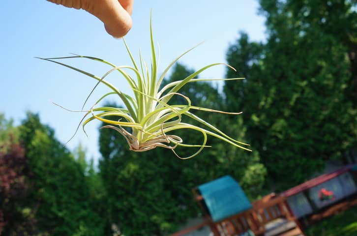 Will Airplants Be the Next Big Trend?