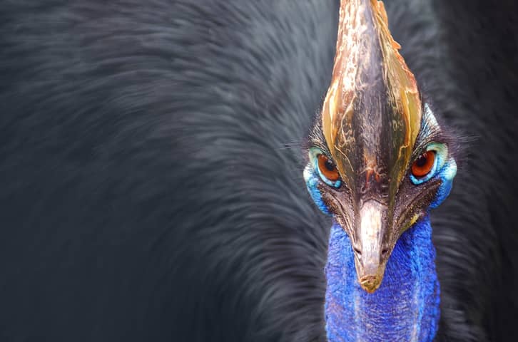 Meet the Cassowary: A Modern-Day Dinosaur