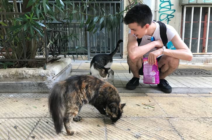 Little Whiskas to Feed the Cats of Athens (CAThens 🐈)