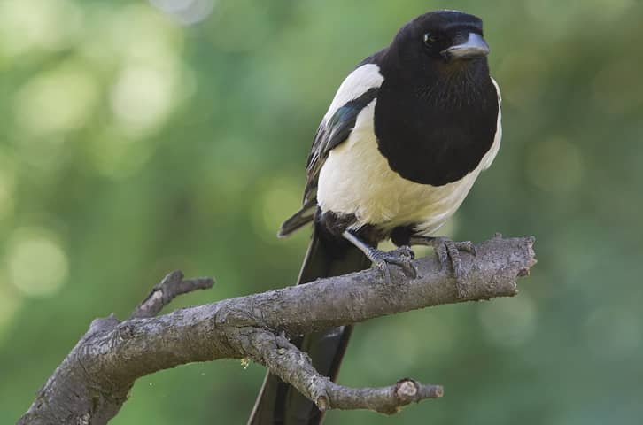 In Poland, I Met One of the Smartest Birds in the World