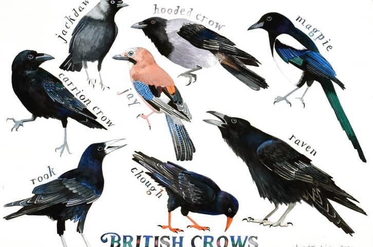 The Hooded Crow from Eastern Europe Hides Its Food for Later