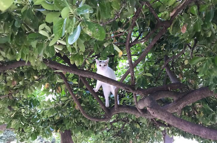 Zadar: Where Birds Meow and Cats Perch in Trees