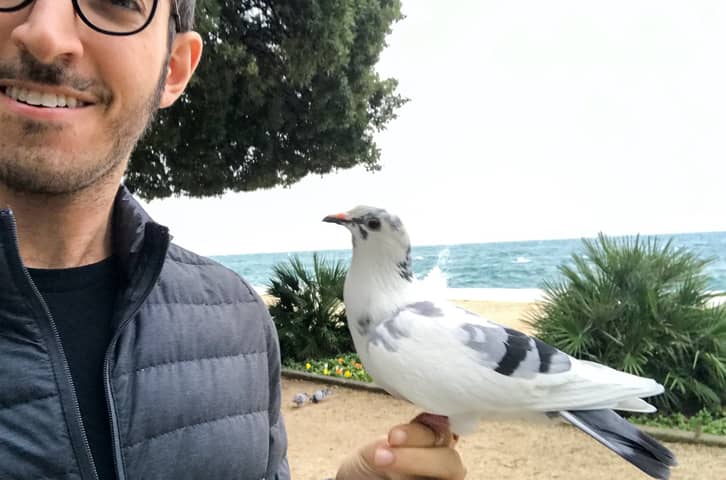 Can You Befriend a Wild Pigeon?