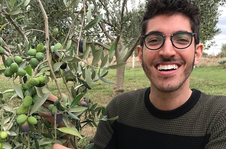 How To Harvest Olives For Extra Virgin Olive Oil