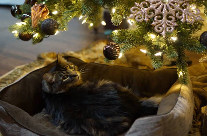 Tough Life Decisions: Saying Goodbye to Our Little Angel