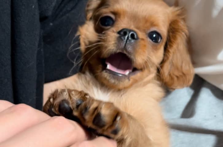 Welcoming Bentley Into the Family – Meet Our New Puppy