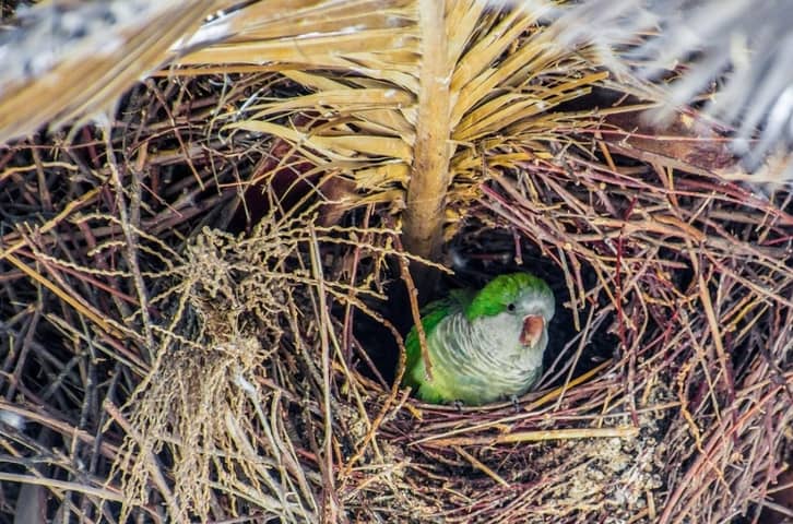 What Are the Green Parrots All Around Spain? A Quaker Parrot Invasion!