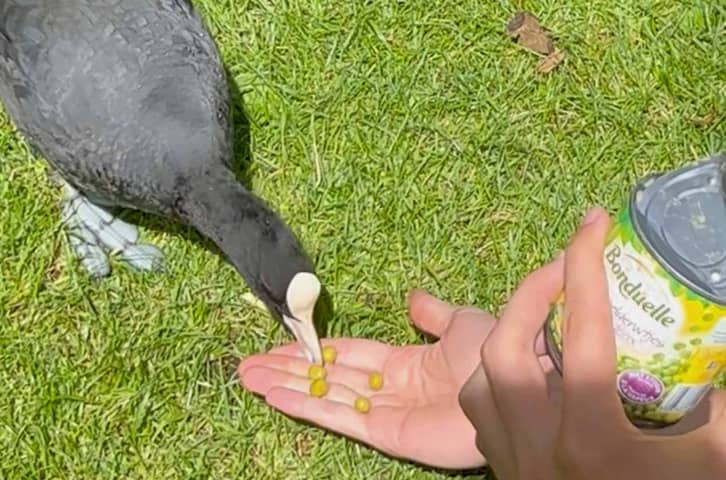 The Coot and the Pea: Birdwatching Adventures in Amsterdam 🫛🦆