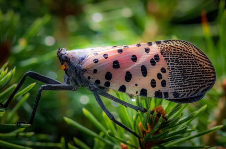 The Invasive Hitchhiker In Your Backyard: The Journey of the Spotted Lanternfly 🐞🧳🏡