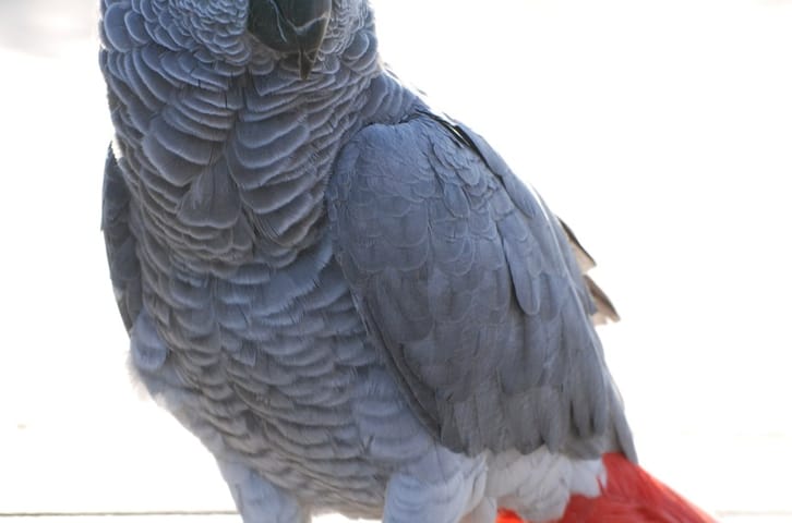 I Miss Having a Bird So Much