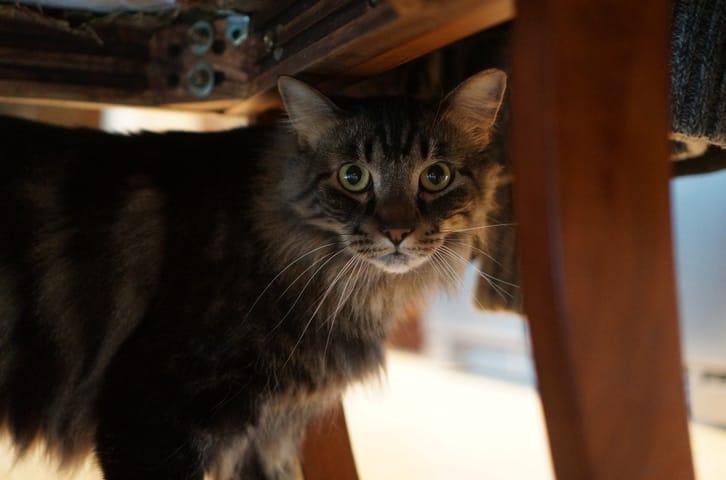 I Have Diagnosed My Cat with Generalized Anxiety Disorder