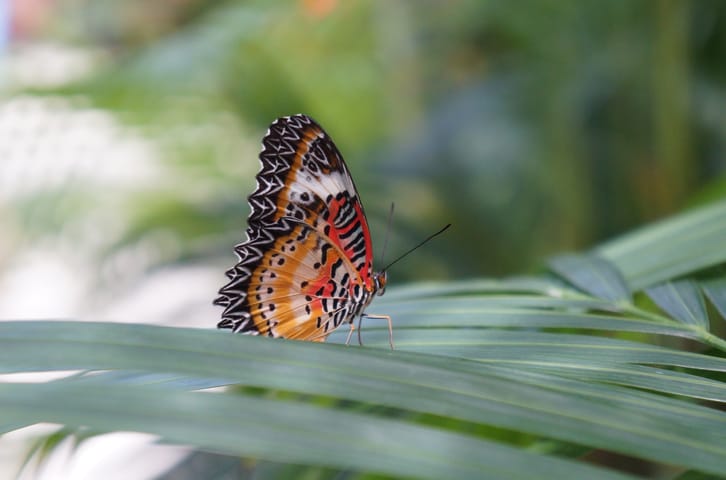 Saint Martin’s Butterfly Garden Is the Most Peaceful Place on Earth
