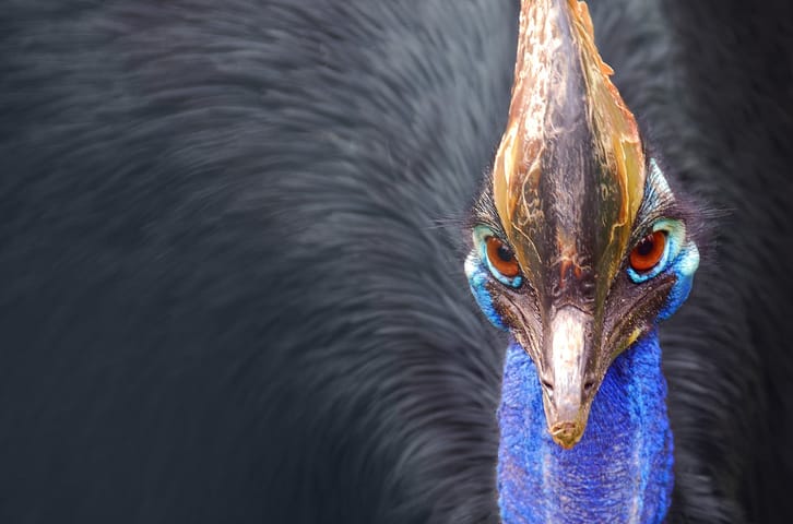 Meet the Cassowary: A Modern-Day Dinosaur