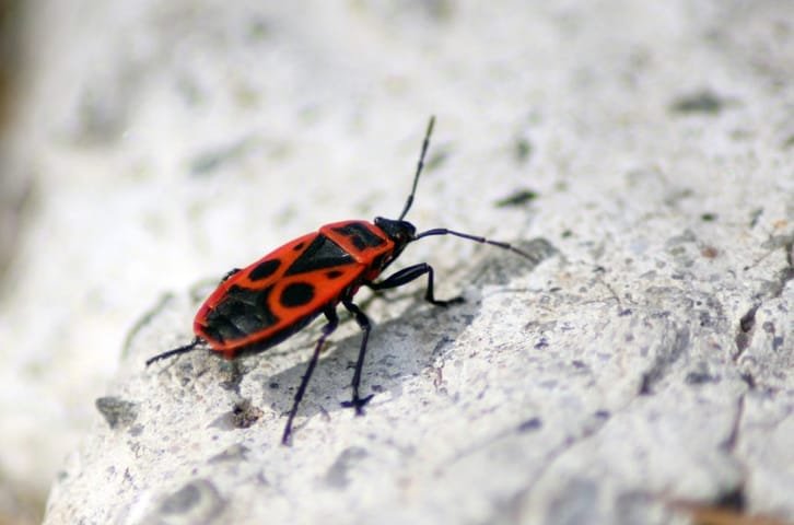 Finding My First European Firebug in Poland