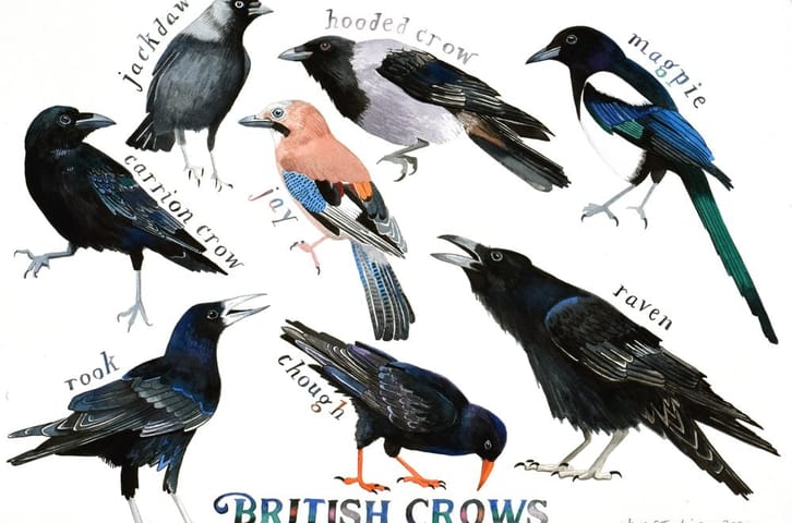 The Hooded Crow from Eastern Europe Hides Its Food for Later