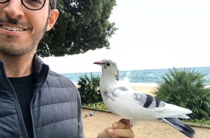 Can You Befriend a Wild Pigeon?