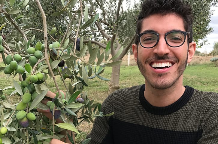 How To Harvest Olives For Extra Virgin Olive Oil