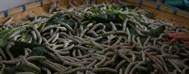 Touching Silkworms and Touring the Suzhou Silk Factory
