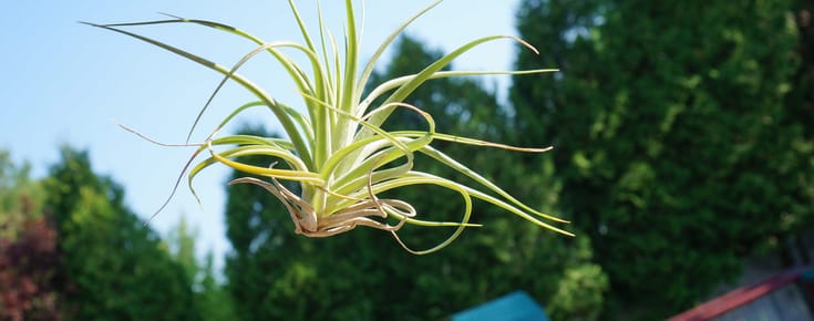 Will Airplants Be the Next Big Trend?