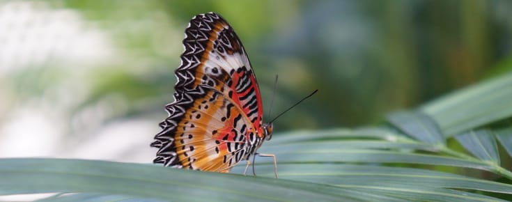 ﻿Saint Martin’s Butterfly Garden Is the Most Peaceful Place on Earth