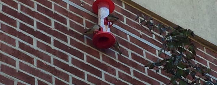 5 Steps to Bring Joy To Your Local Bird Population