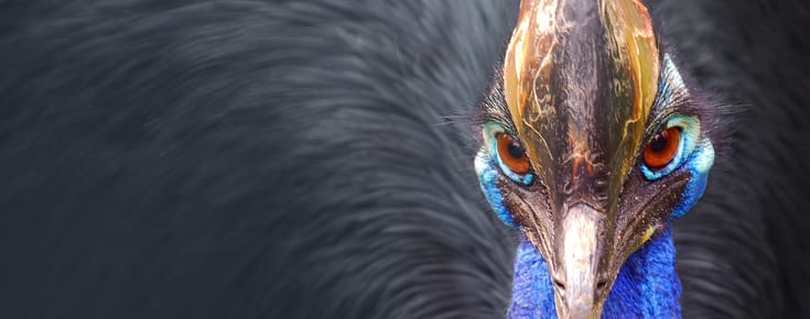 Meet the Cassowary: A Modern-Day Dinosaur