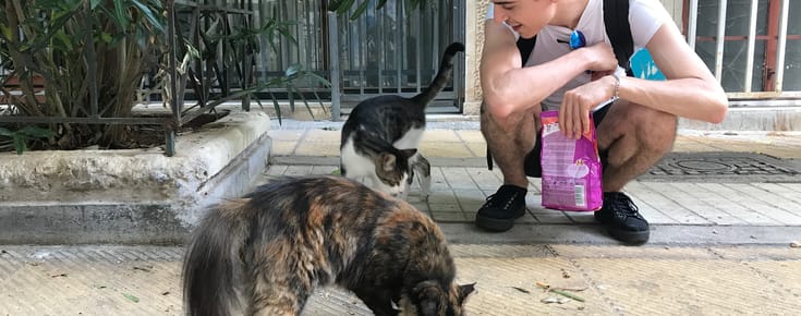 Little Whiskas to Feed the Cats of Athens (CAThens 🐈)