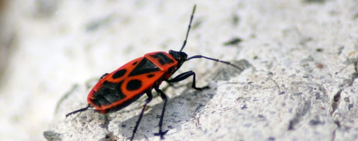 Finding My First European Firebug in Poland