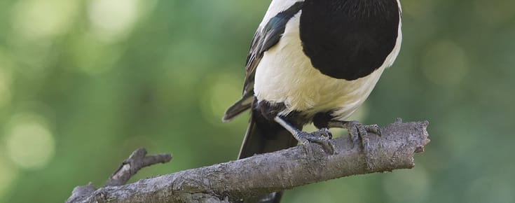 In Poland, I Met One of the Smartest Birds in the World