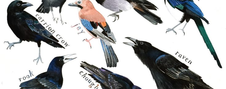 The Hooded Crow from Eastern Europe Hides Its Food for Later