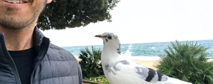 Can You Befriend a Wild Pigeon?