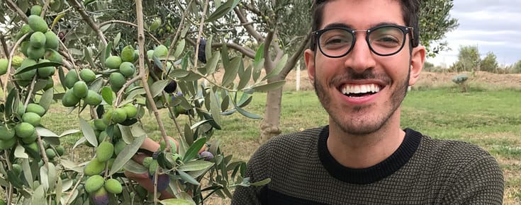 How To Harvest Olives For Extra Virgin Olive Oil