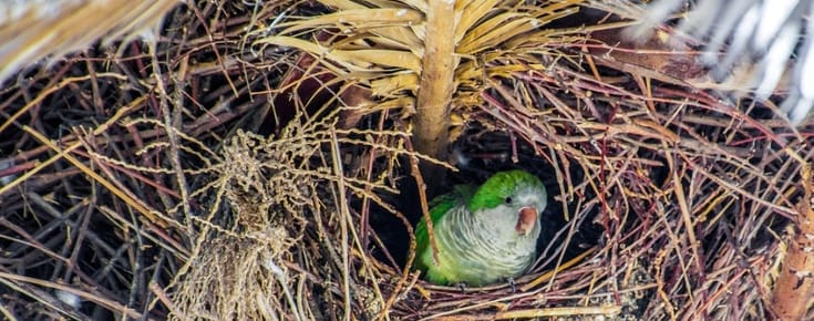 What Are the Green Parrots All Around Spain? A Quaker Parrot Invasion!