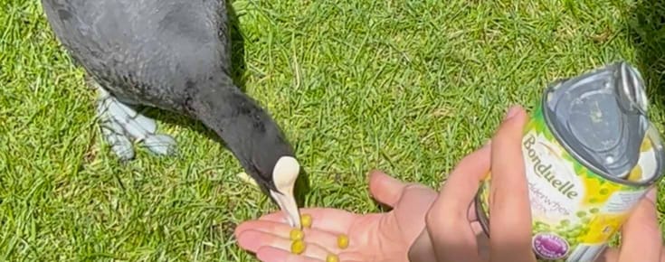 The Coot and the Pea: Birdwatching Adventures in Amsterdam 🫛🦆