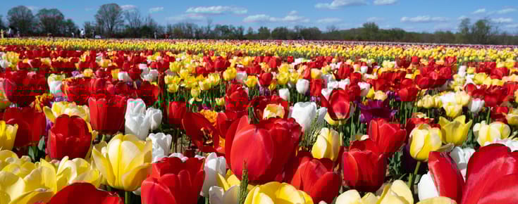 Visiting NJ Holland Ridge Farms During Peak Tulip Bloom 🌷 The Closest Thing to Keukenhof