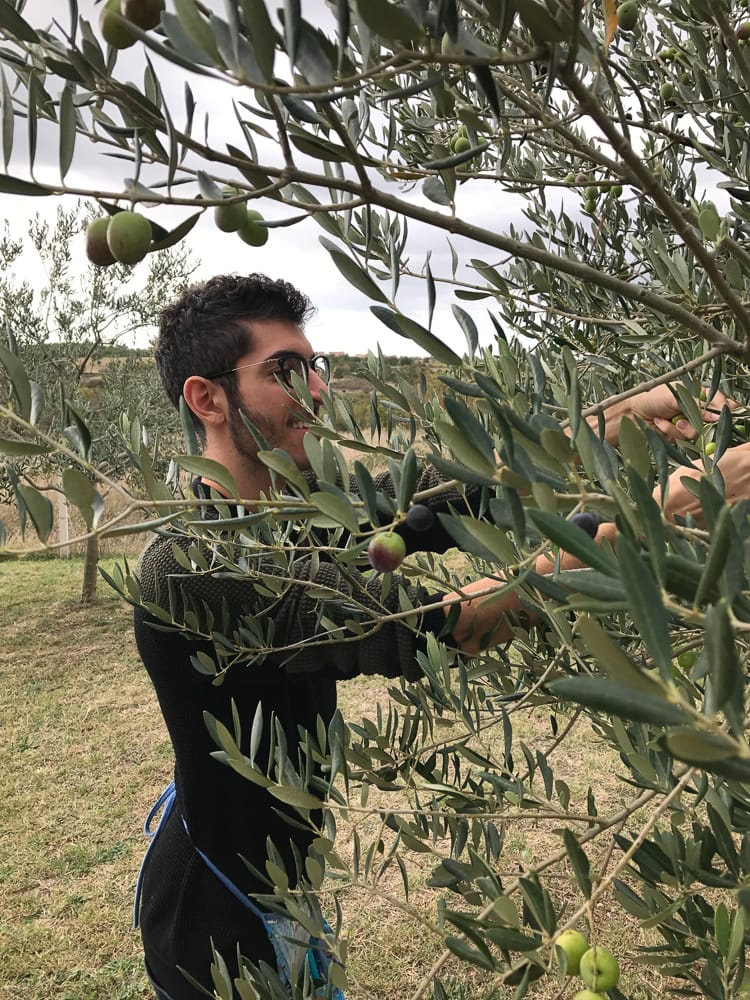 Rocky is handpicking olives from a tree