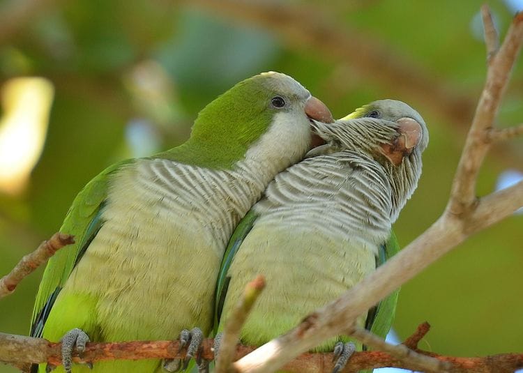 Quaker parrot pair