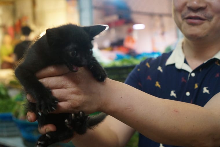 A cat running through the farmers market