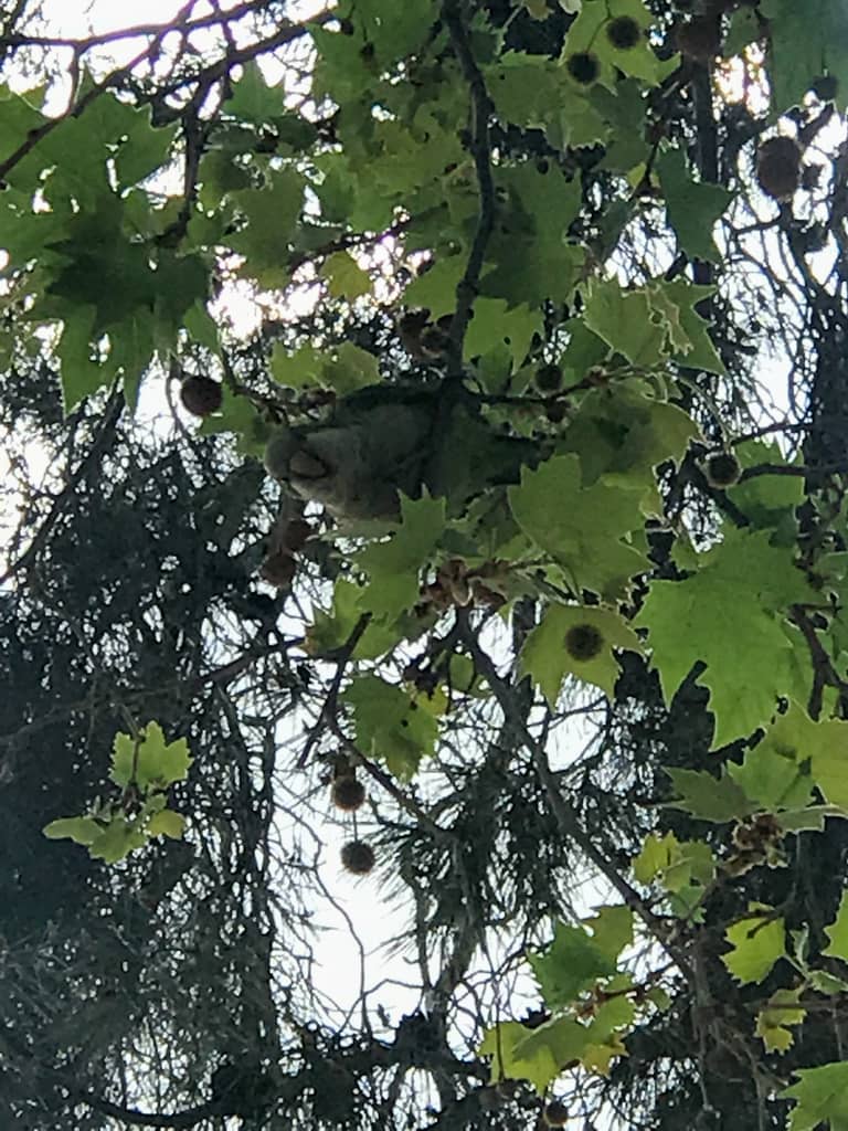 Quaker parrot in tree