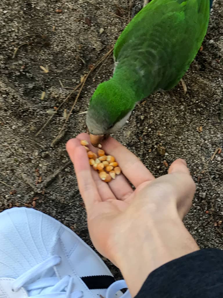 The Rocky Safari feeding a quaker