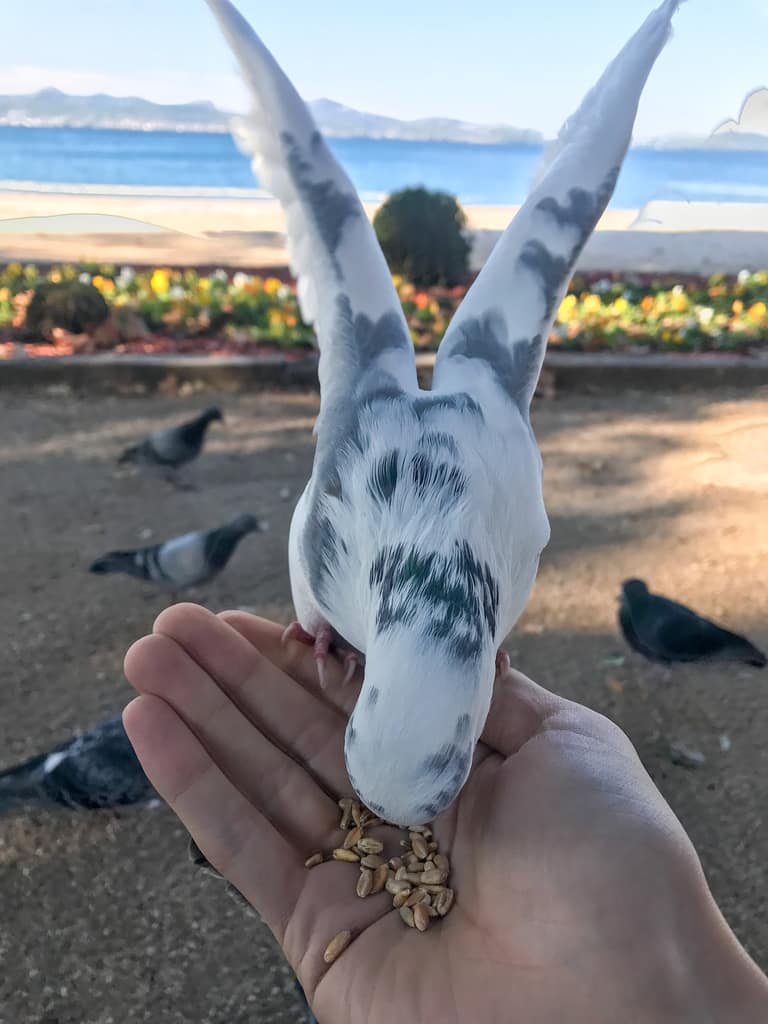 A white pigeon held gently in two hands